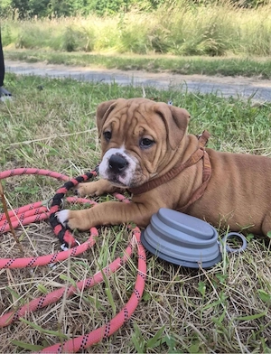 old englisch bulldog 