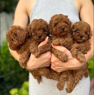 Sweet Toy pudel Welpen
