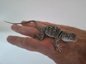 0.1 Crotaphytus collaris collaris   Halsbandleguan Weibchen abzugeben