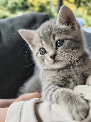 EKH-Kitten suchen ein liebevolles Zuhause 