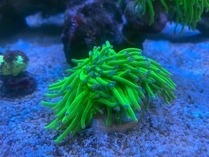 Meerwasser Euphyillia Green Lantern