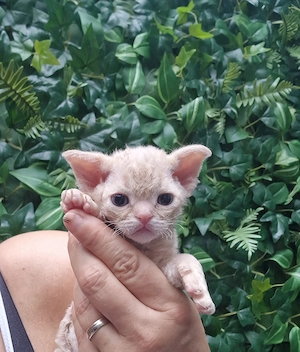 Hübsche Devon Rex Kitten können im Alter von 12 Wochen umziehen 