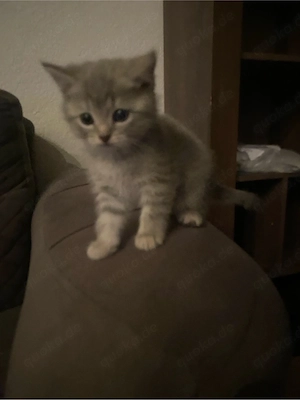 katzenbabys