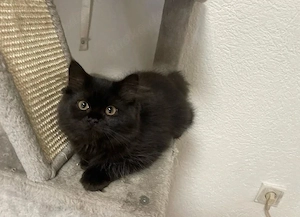 Britisch Langhaar Mix Mädchen 3 Monate altes Katzenbaby