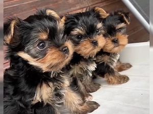 Yorkshire Terrier Welpen