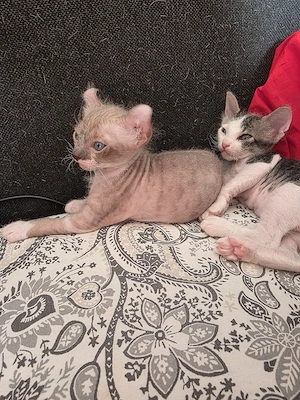 Sphynx Katze 