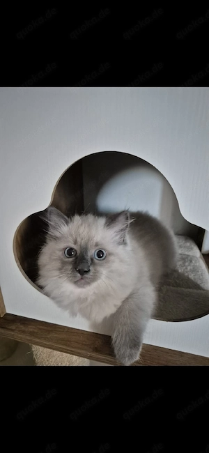 Ragdoll Kitten in 2 wochen abgabebereit 
