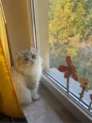 British langhaar katze 