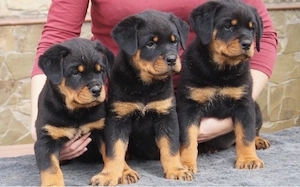 Rottweiler Welpen