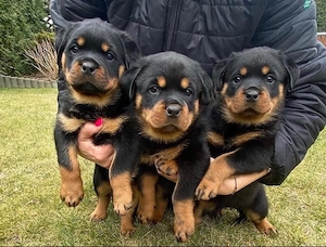 Rottweiler welpen