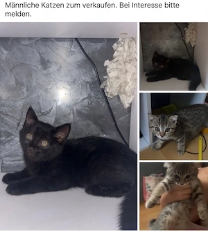 ! Männliche Katzen zum verkaufen !