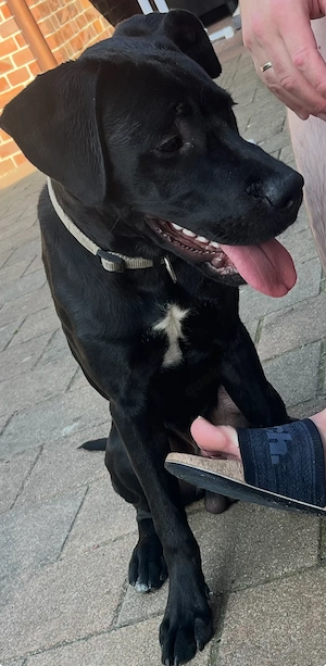 Labrador Mix Rüde 1 2 Jahr alt