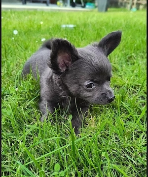 Abgabebereit! Chihuahua Mädchen blue blau LH 