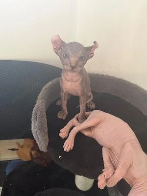 Sphynx Elf  Kitten zu verkaufen