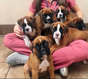 Boxer welpen