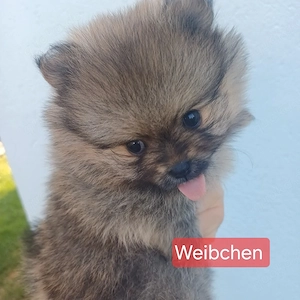 Süsse Pomeranian Zwerge 