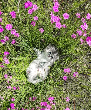 Nur noch 1 zauberhafte Britisch Langhaar BLH Kitten zum reservieren! Katzenbabys   Babykatzen