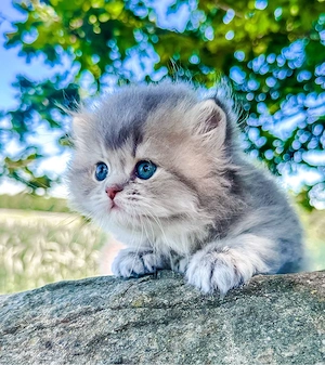 Nur noch 1 zauberhafte Britisch Langhaar BLH Kitten zum reservieren! Katzenbabys   Babykatzen
