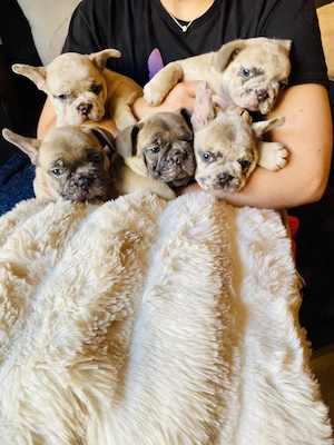 Französische Bulldogge Welpen