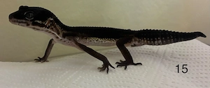 3.0 Blacknight Leopardgeckos 