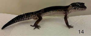 4.0 Blacknight Leopardgeckos 