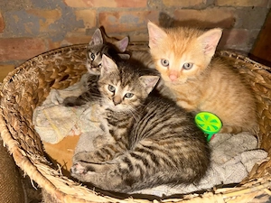 katzen in liebevolle Hände abzugeben