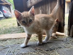 Katzen in liebevolle hände abzugeben 