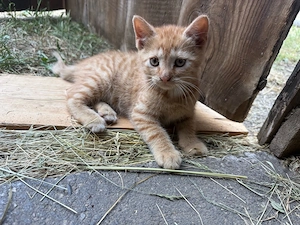 Katzen in liebevolle hände abzugeben 