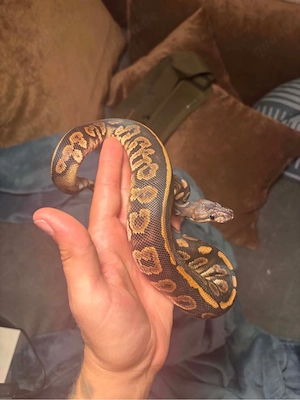 Black pastel OD het pied 0.1