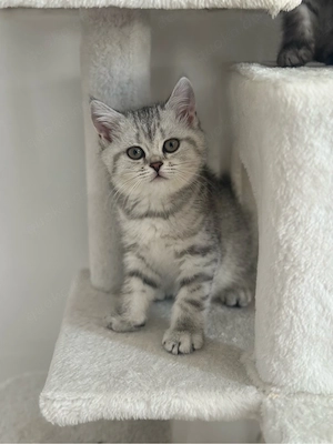 BKH Kitten