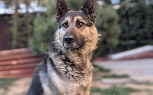 Traumhund Rick sucht seine Menschen