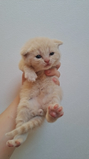 Bkh britisch kitten katzenbaby mit Stammbaum creme Kater