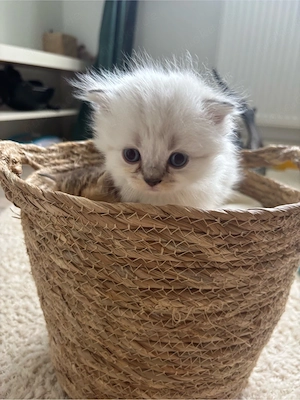 BKH Ragdoll mix 