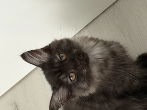 Ragdoll BKH Mix Kitten abzugeben