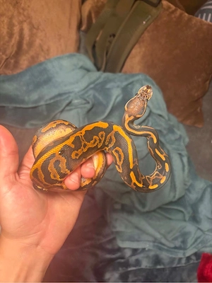 Black pastel leopard YB het pied 0.1