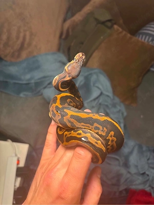 Black pastel leopard YB het pied 0.1