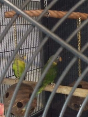 1.1 Pflaumenkopfsittiche Papagei Vogel