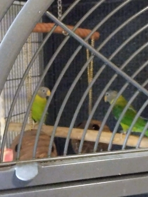 1.1 Pflaumenkopfsittiche 2025 Papagei Vogel Sittiche