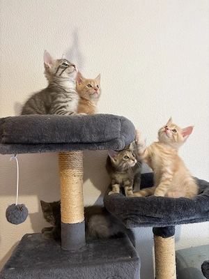 Wunderschöne Maine Coon Mix Kitten abzugeben