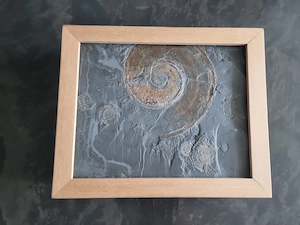  Ammonit Harpoceras auf einer Schieferplatte (gerahmte Fossilienplatte)