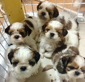 Kostenlose Shih Tzu Welpen suchen ein liebevolles Zuhause.