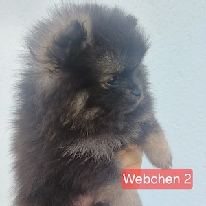 2 Süsse Pomeranian Zwerge Weibchen  Bild 3