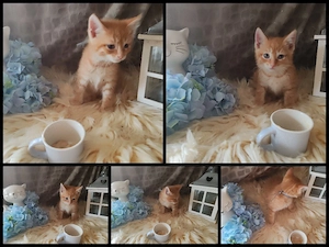Kleine Kitten Katzen 