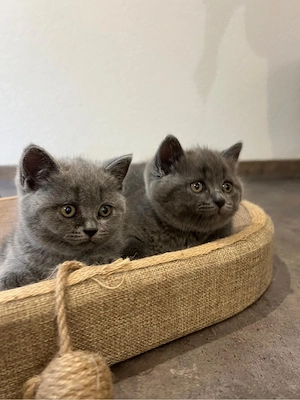 Britischkurzhaar Kitten 