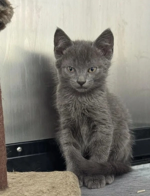 Candy Mini-Flauschi sucht spannende Familie mit Kumpel