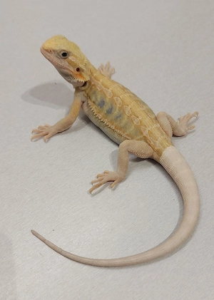 0.1 Bartagame pogona vitticeps 