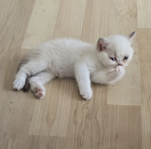 BKH Kitten männlich