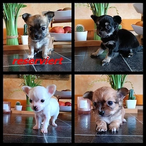 Chihuahua Welpen suchen ein Zuhause