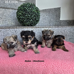 Morkie  Yorkshire-Malteser welpen   Chip