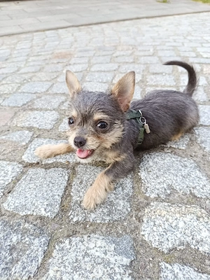 chihuahua mix 11 wochen silber tan 